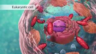 Biology Cell Structure I Nucleus Medical Media [upl. by Acinorehs477]