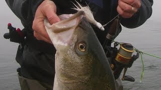 How to Bucktail Striped Bass from Bay Shorelines  Part 1 [upl. by Arta]