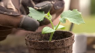 How to Grow From Seed  Mitre 10 Easy As Garden [upl. by Tiphanie]