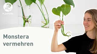 Monstera vermehren Selbst Ableger trennen Anleitung [upl. by Laurentium]