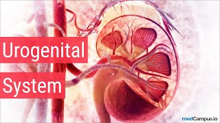 Embryology Urogenital System [upl. by Elicul320]