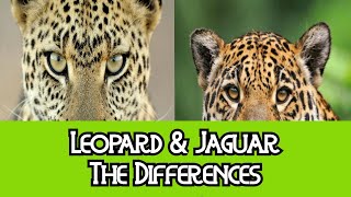 Leopard amp Jaguar The Differences [upl. by Ahsinna552]