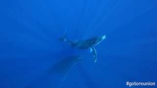 Le chant des baleines  île de La Réunion [upl. by Nnaecarg]