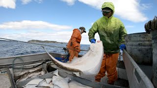 Setting and Hauling Halibut Longline  Alaska Commercial Fishing [upl. by Wittenburg230]