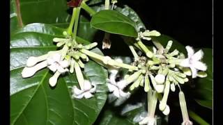 Cinchona Herb Health Benefits [upl. by Ariaek]