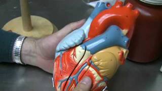 Heart Anatomy Part 1 [upl. by Sartin131]