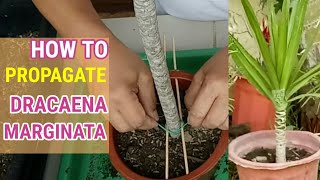 How To Propagate Dracaena Marginata [upl. by Fortunia646]