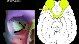 Cranial nerves I and II [upl. by Lockhart]