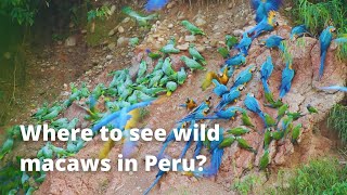 Where can I see Wild Macaws   Tambopata PERU [upl. by Kealey93]