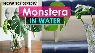 How to Grow Monstera in Water [upl. by Kurt404]