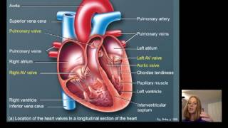 Lecture16 Cardiac Physiology [upl. by Nylkcaj132]