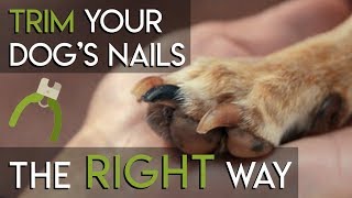 How to Trim Dog Nails  The RIGHT Way [upl. by Lindie]