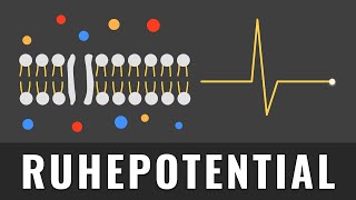 Ruhepotential einfach erklärt   Aktionspotential Grundlagen [upl. by Hew333]