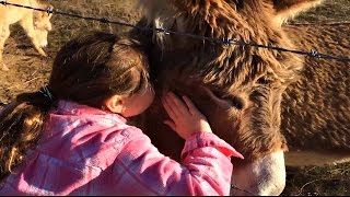 Donkeys For Kids  Donkey Facts for Kids [upl. by Lozar]