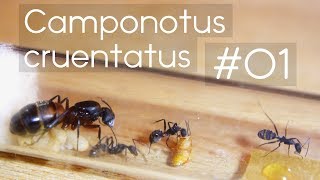 Camponotus cruentatus  01  Introduction amp AlienMonster Footage [upl. by Ama320]