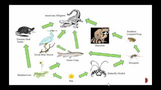 Food Chains vs Food Webs [upl. by Assirok]