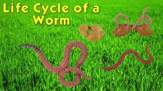 Safari Ltd® Life Cycle of a Worm [upl. by Nilam]