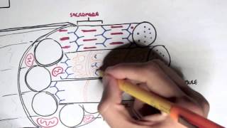 Myology  Skeletal Muscle Contraction [upl. by Thornie]