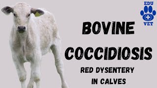 Bovine Coccidiosis SimplifiedParasitology [upl. by Olrac]