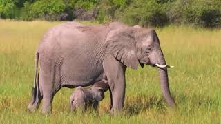 Faszination Afrika  Tiere im Okavango Delta HD Deutsch Tierdokumentation [upl. by Bandur716]