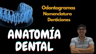 Anatomía dental Conceptos básicos [upl. by Gnap]