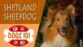 Dogs 101  SHETLAND SHEEPDOG  Top Dog Facts About the SHETLAND SHEEPDOG [upl. by Lletnohs]