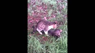 Cat mating with a freshly run over cat [upl. by Joiner]