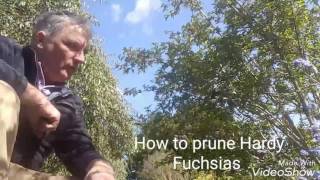 How to prune Hardy Fuchsias [upl. by Netfa]