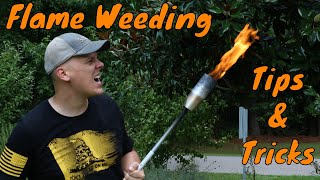 Sutton Vlog 7  Tips and Tricks for Flame Weeding Red Dragon [upl. by Zalea]