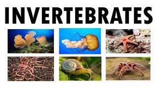 The Invertebrates Science 6 [upl. by Lusa]