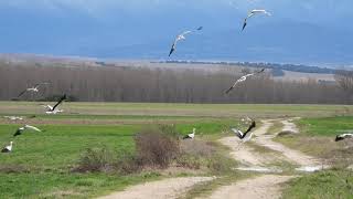 ALZANDO EL VUELO [upl. by Yemirej]