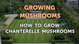 How to Grow Chanterelle Mushrooms [upl. by Enilasor455]