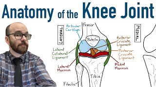 Anatomy of the Knee Joint [upl. by Intyrb]