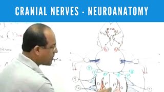 Cranial Nerves  Neuroanatomy [upl. by Fernas112]