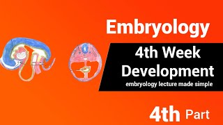 Embryology  4th week Development  AnatomyHub [upl. by Bigner]