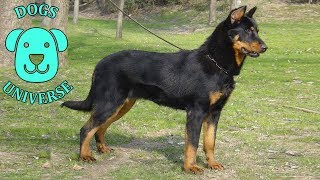 BEAUCERON ► Characteristics and temperament 🐶 [upl. by Yaras]