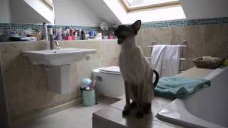 Our Siamese Cats at Shower Time [upl. by Kerrie]