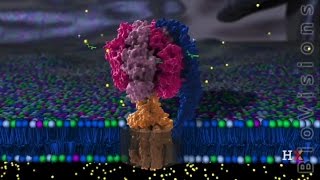 ATP Synthase Structure [upl. by Recnal]