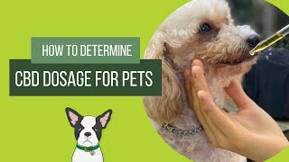 How Do You Determine CBD Dosage for Pets [upl. by Aleyak]