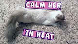 Female Cat In Heat Calm Your Cat In Heat Remedy For Cat In Heat [upl. by Naellij]