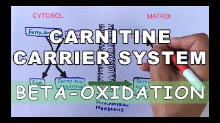 Carnitine Carrier System  Beta Oxidation Part II [upl. by Fulvi784]