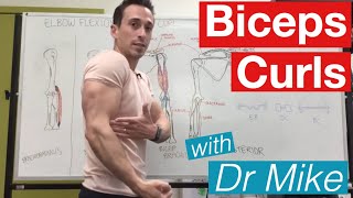 Biceps Curl  Contraction and Extension [upl. by Ynaittirb]