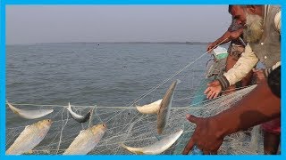 Amazing Fast Hilsa Fishing Skill  Catching Hilsa Fish Big on The Sea  Fish Corn [upl. by Ranzini946]