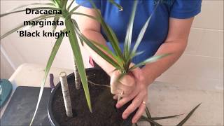 How to Prune amp Propagate your Draceana plants [upl. by Elletsirk]