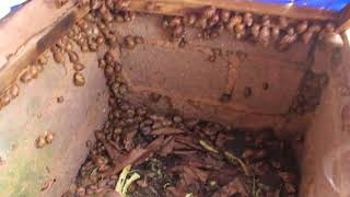 Snail Farming in Nigeria Edo State Benin City pt2 [upl. by Oak]