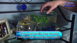 Keeping Siamese Fighting Fish  Bettas [upl. by Dusa]