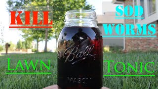 Kill Sod Webworms with Homemade Lawn Tonic [upl. by Ettelrats]