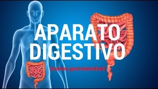 Aparato digestivo sistema gastrointestinal [upl. by Greenland]