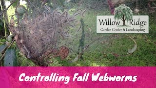 How To Control Fall Webworms [upl. by Sharla]