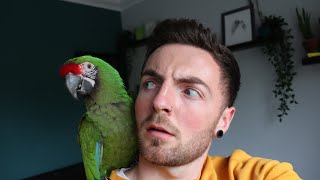 MACAW TRAINING TIPS  training my military macaw to wave [upl. by Nnylarej]